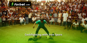 Cockfighting with Iron Spurs