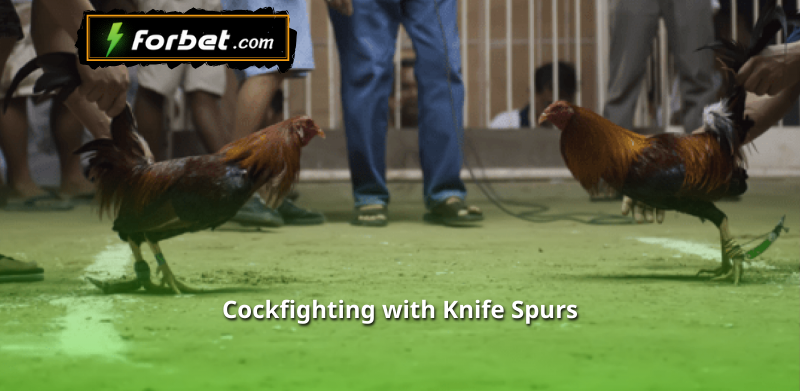 Cockfighting with Knife Spurs