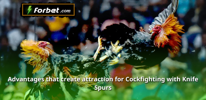 Advantages that create attraction for Cockfighting with Knife Spurs