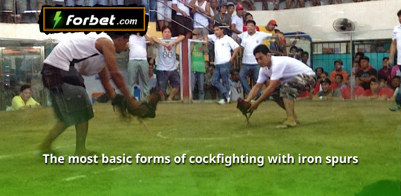 The most basic forms of cockfighting with iron spurs